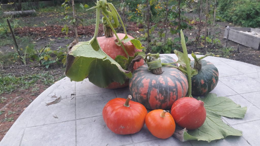 Jardin partagé de Saint Maurice - Les Semeurs du pont