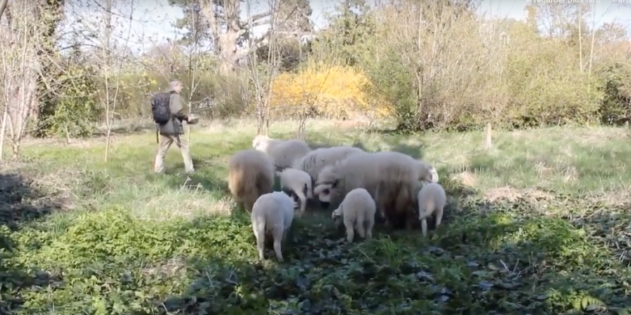 mouton tondent la pelouse du jardin