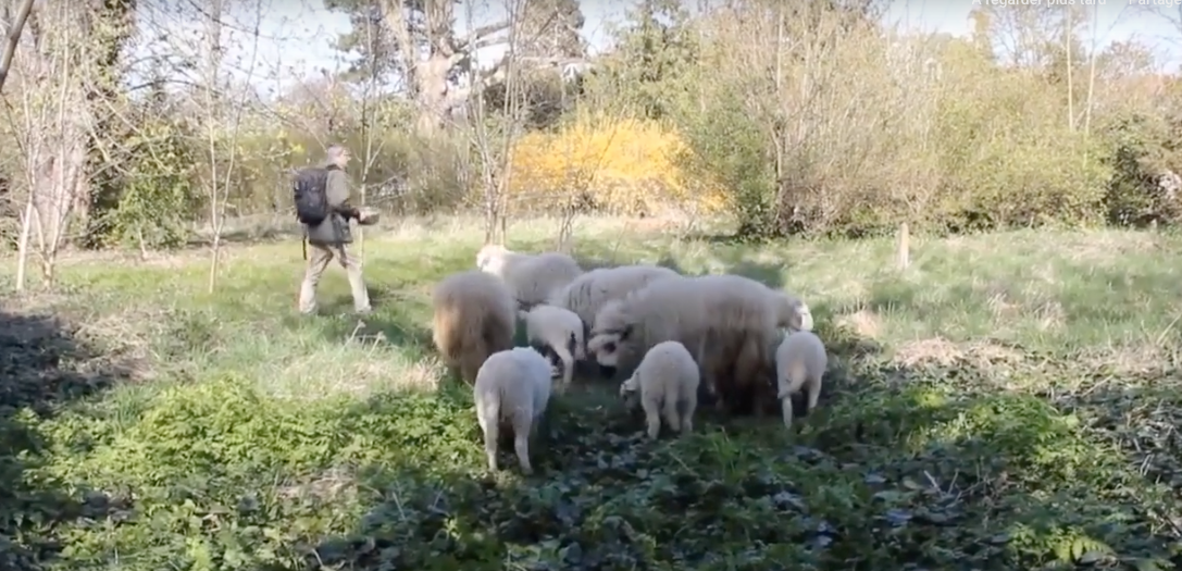 Les moutons défrichent le jardin thérapeutique de Saint Maurice