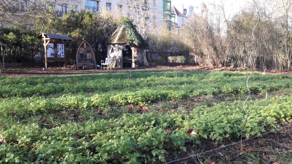 Le jardin ouvert malgré l'hiver - Semeurs du ponu