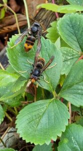 Quelques frelons asiatique (mais peu)