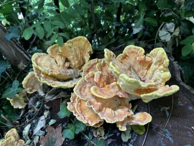 Champignon "poulet des bois"