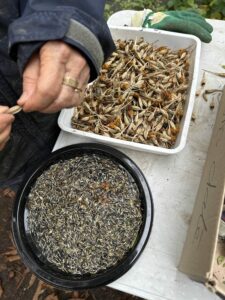 Grosse récolte d'oeillets d'Inde