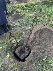 Ajout de pieds de vignes près de la serre