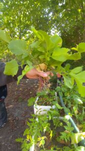 Toujours pas maître des radis